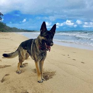 Meet your Posher, Cody